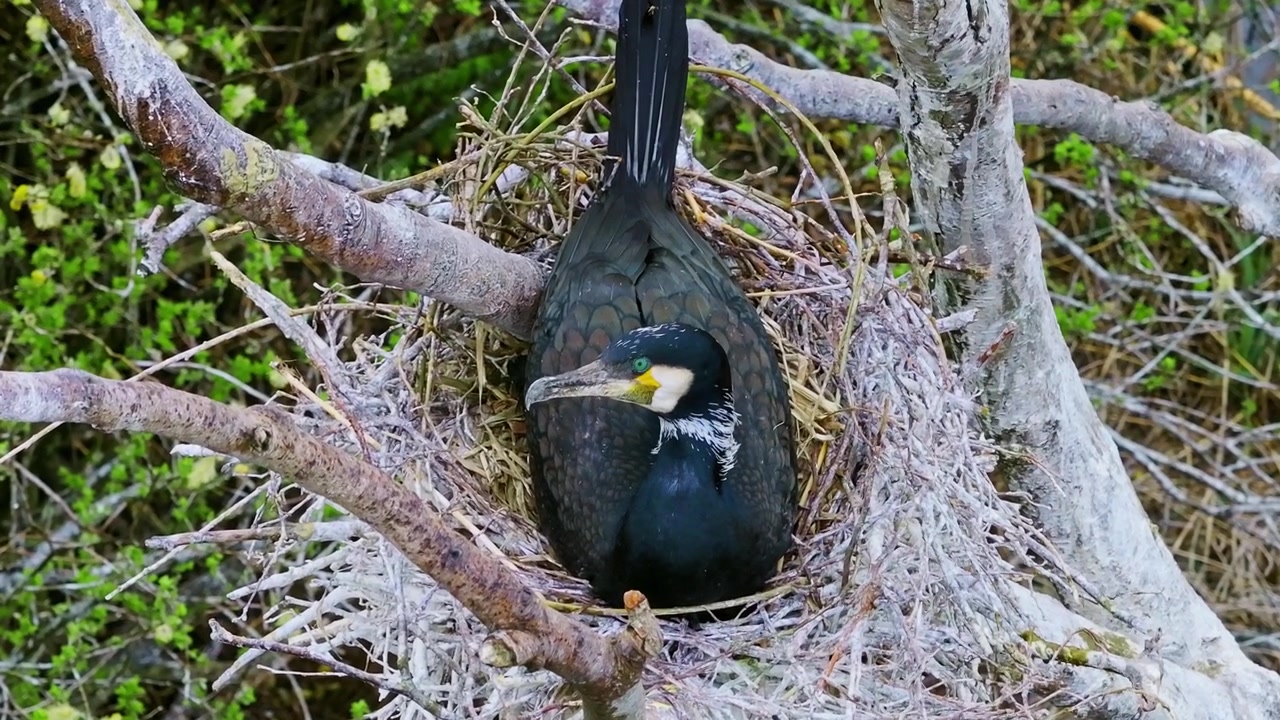 Adult cormorant incubates eggs in treetop nest surrounded by spring foliage