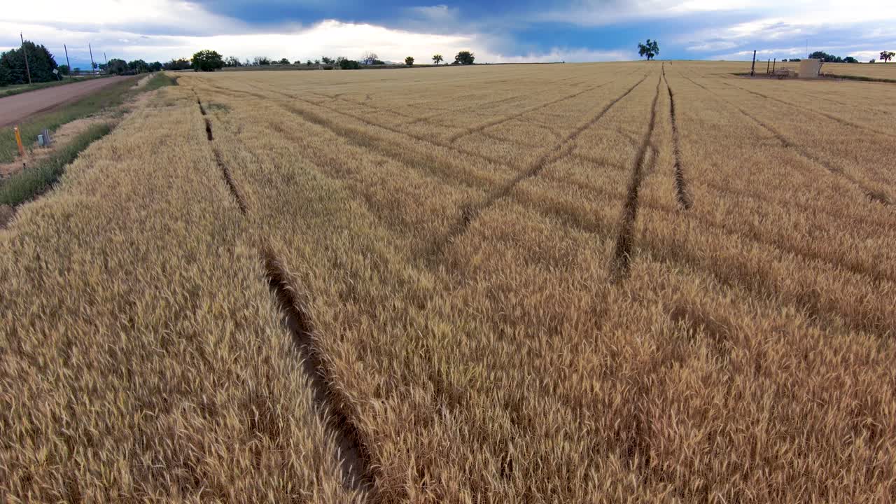 desde el borde de un campo de trigo, la cámara se desliza y gira para revelar cielos tormentosos épicos