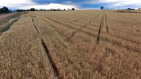 from the edge of a wheat field the camera slides and pans to reveal epic stormy skies