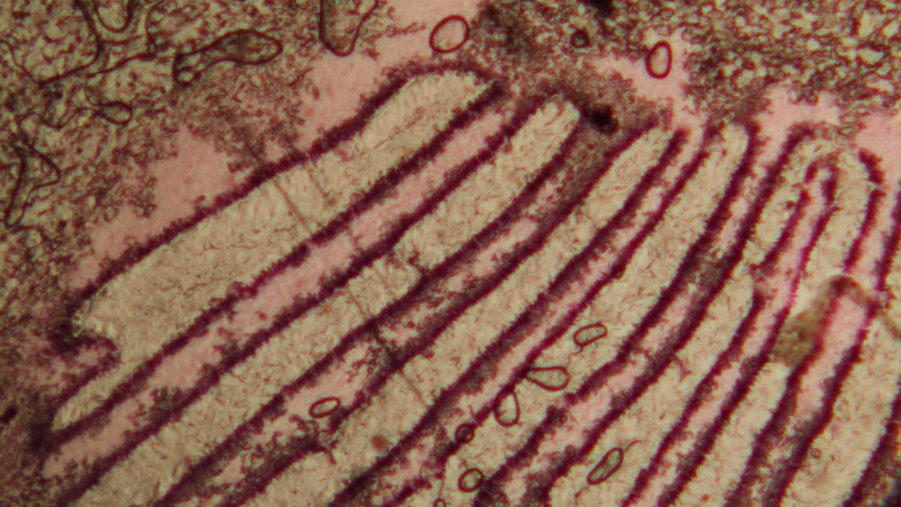 Microscopic View of Intestinal Villi Structure