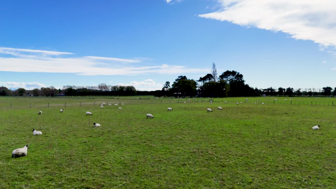 Sheep graze peacefully in a lush green pasture under a bright blue sky in Akaroa, New Zealand