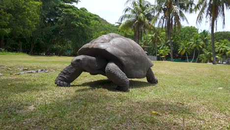 Giant-Tortoise-walking-across-grass-with-palm-trees-on-Curieuse-island-in-Seychelles