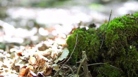 slow motion slide on beautiful moss in green forest