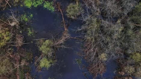 Trostlose-Sumpfgebiete-Mit-Kargen-Bäumen-Und-Stehendem-Wasser