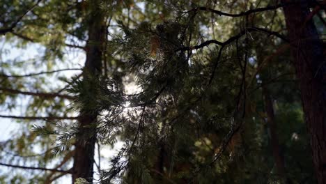 Sun-shining-through-pine-tree-branches-in-the-forest-on-a-warm-summer-day-in-California