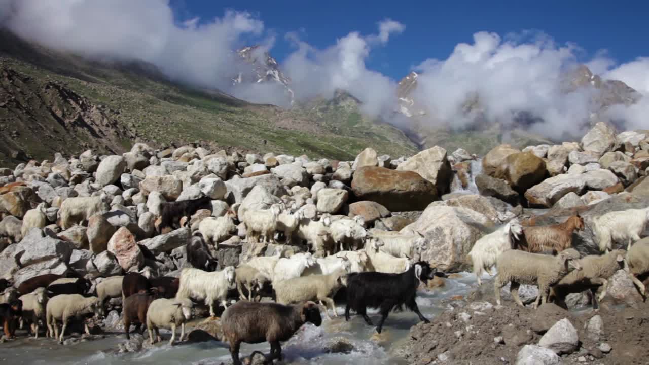 Pecore e capre. Capre di montagna, Valle Spiti, Himachal Pradesh, India