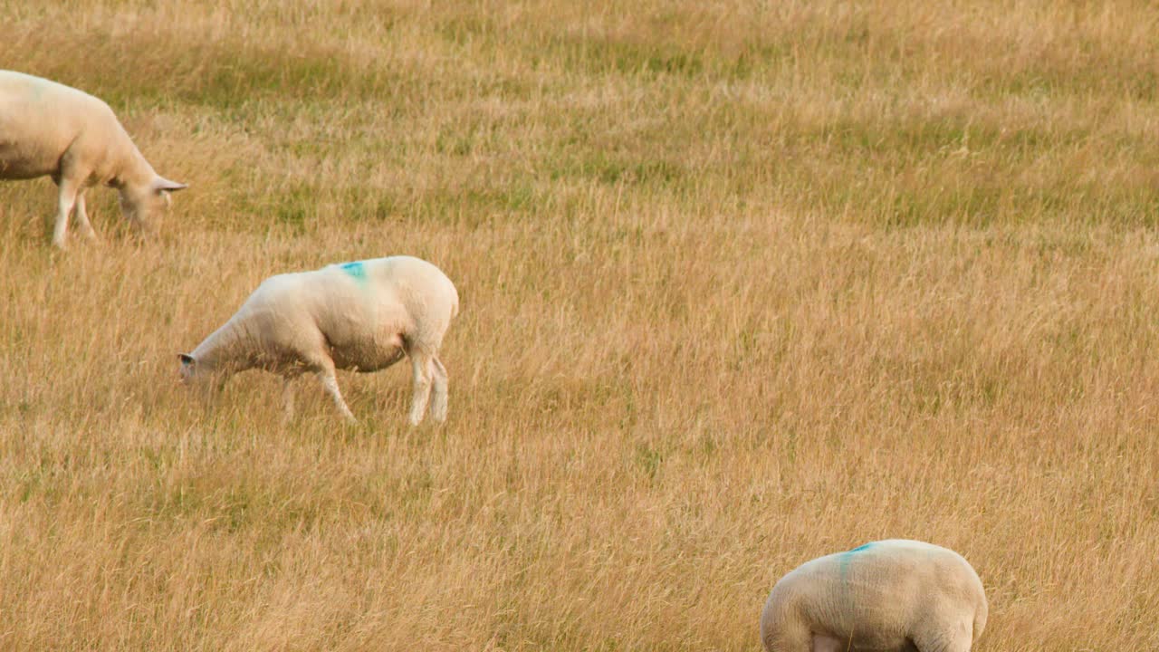 Diverse pecore pascolano sull'erba alta in un campo scozzese illuminato dal sole, la telecamera rimane stabile per tutta la durata