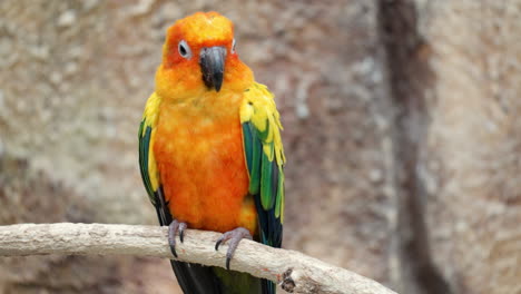 close-up of cute sun conure parrot bird perched