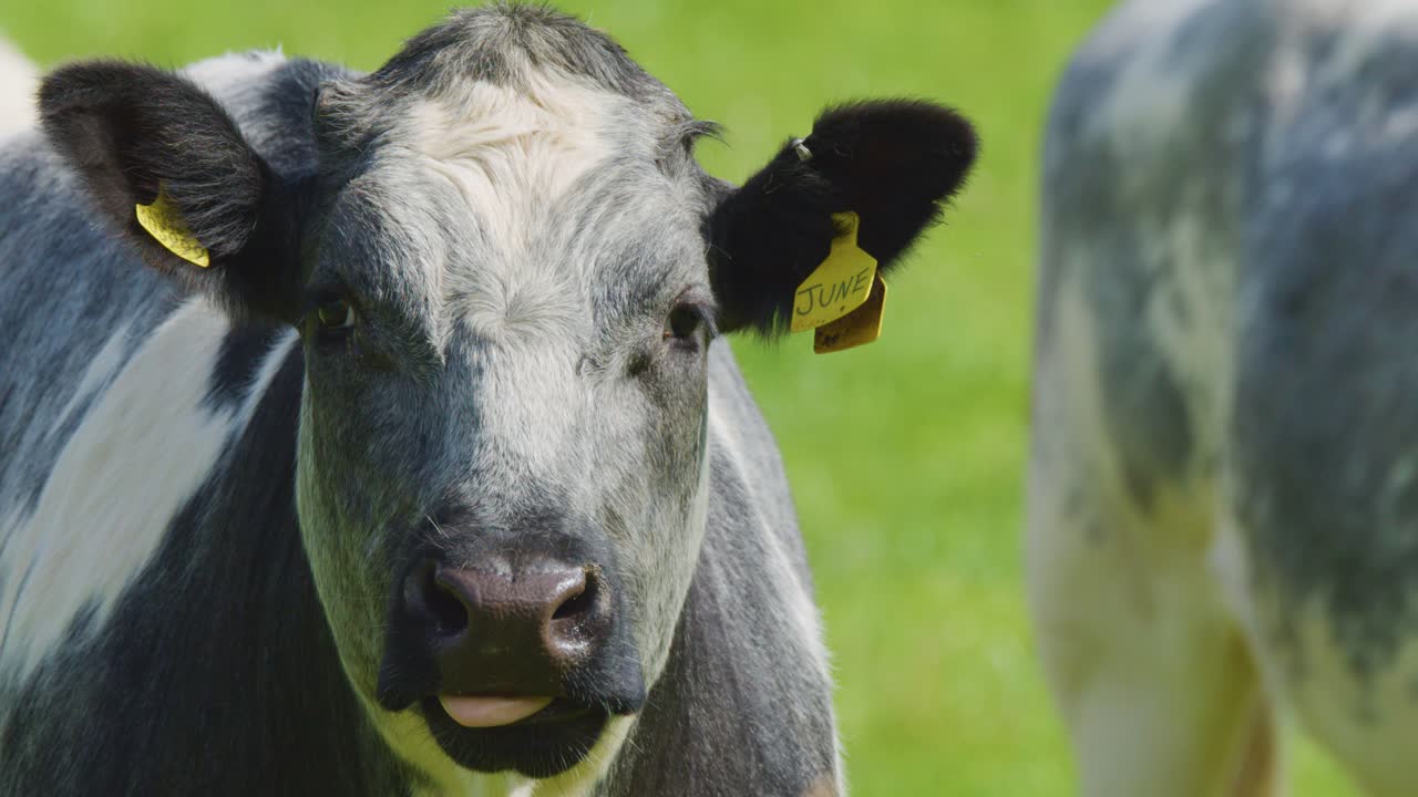 A blue and white dairy cow stands in a green pasture, calmly chewing with ear tags visible. Bright natural daylight, steady close-up shot
