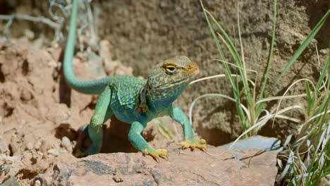 extreme close up collared lizard on small rock next to grass looking at camera