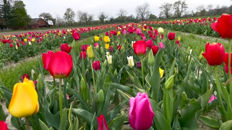 Low-Angle-Dolly-Aufnahme-Zwischen-Bunt-Blühenden-Tulpen-Im-Blumenbeet-An-Einem-Frühlingstag