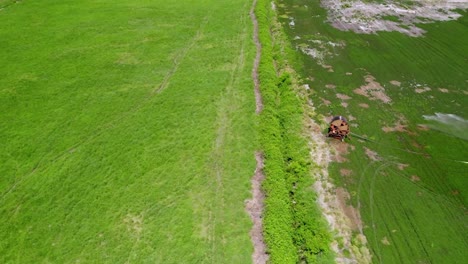 Bird's-Eye-View-Of-Watering-The-Mint-Crops-Using-Irrigation-Sprinkler