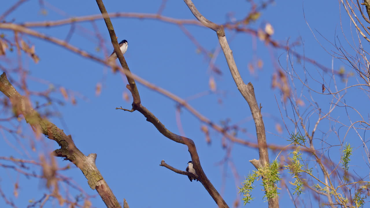 Slow motion enhances the stunning flight artistry of mating purple martins.
