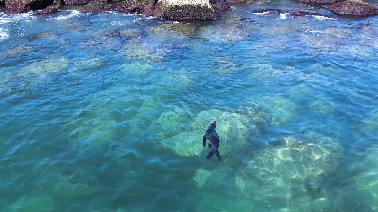 una cría de foca herida encuentra protección cerca de una costa rocosa flotando en el agua clara del océano.