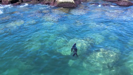 injured baby seal finds protection close to a rocky shoreline floating in the clear ocean water