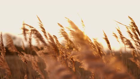 Cañas-Comunes-Doradas,-Phragmites-Australis,-Soplando-En-El-Viento-Con-El-Cálido-Sol-De-Verano-Poniéndose-En-El-Fondo