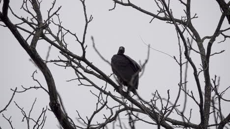 Un-Buitre-Negro-Se-Posa-En-Un-árbol-Desnudo