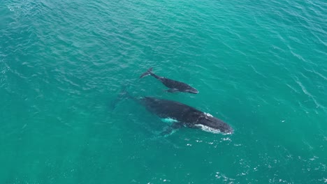 a humpback whale and its calf rise to the surface of the indian ocean to breathe