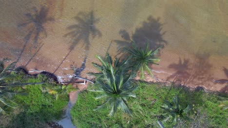 coconut palm shade on sea