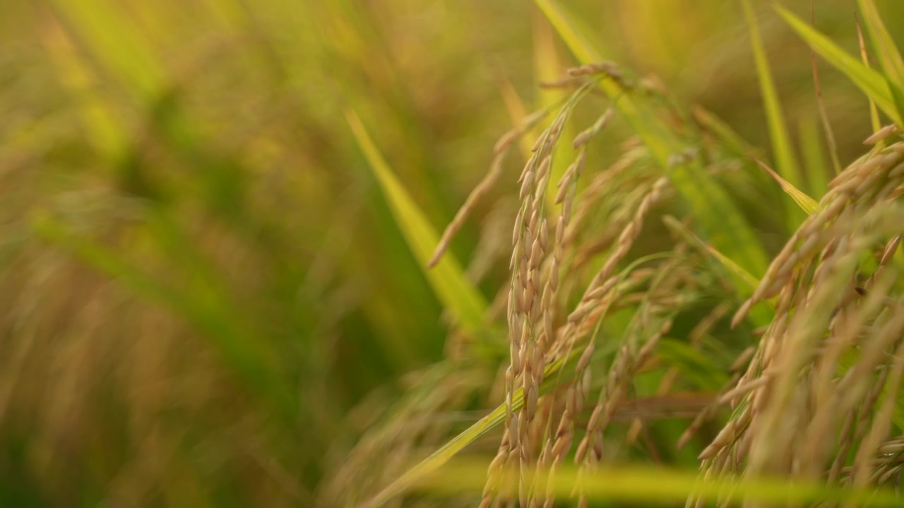 Quando il riso matura, l'intero campo agricolo diventa giallo. Per questo il riso è chiamato la 'coltura dorata'