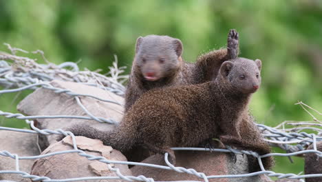 two dwarf mongoose sitting on the rock covered by wire mesh