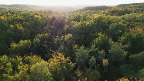 fly over dense thicket with deciduous trees during sunrise near witomino, gydnia poland