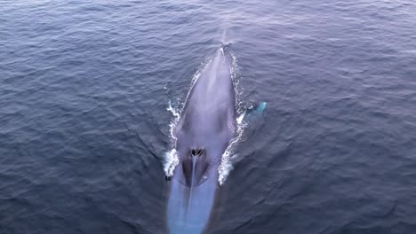 Ballena-Azul-Mostrando-Su-Aleta-Caudal-De-25&#39;-De-Ancho-Al-Entrar-En-Las-Aguas-Profundas-Del-Sur-De-California-En-El-Océano-Pacífico