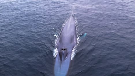 la ballena azul muestra su flecha de 25 pies de ancho mientras entra en las aguas profundas del sur de california en el océano pacífico.