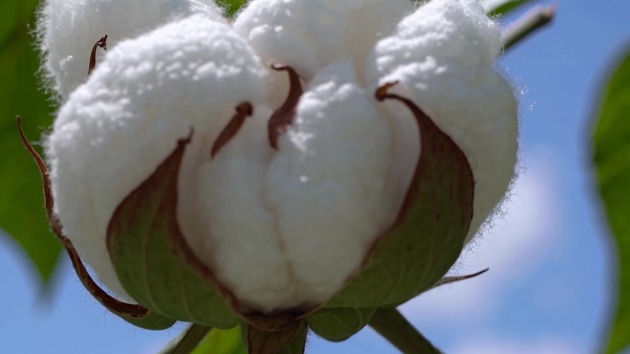 Primo piano di un batuffolo di cotone bianco e soffice in un campo.