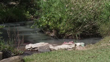 residuos de bolsas de plástico blancas desechados en el flujo de agua de un pequeño arroyo