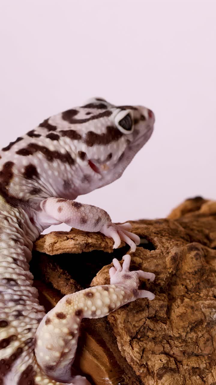 Primo piano di profilo di un geco leopardo maculato che si arrampica su un pezzo di legno su uno sfondo bianco uniforme