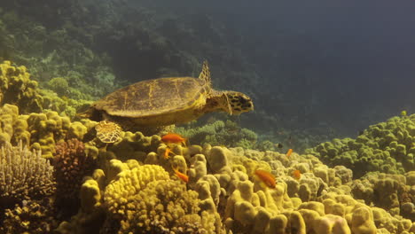 Tortuga-Marina-En-El-Mar-Rojo-De-Egipto