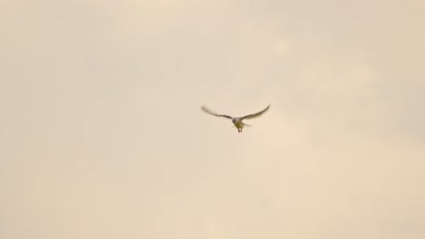 Slow-Motion-of-Ovambo-Sparrowhawk-Bird-of-Prey-Flying-in-Flight-in-Africa,-African-Birds-on-Wildlife-Safari-in-Masai-Mara,-Kenya,-in-the-Air-at-Sunset-with-Sky-Behind,-Maasai-Mara-Birdlife