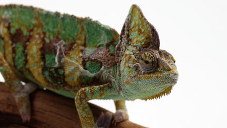 chameleon looks around with eyes as he holds onto tree branch - isolated against white background