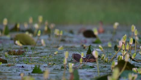 pato silbador menor tomando un baño en el estanque de lirios de agua