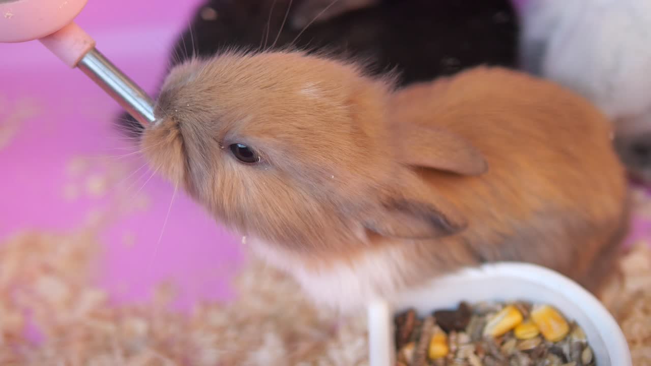 Close-up of a bunny drinking water