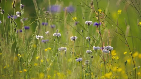 Low-angle-shot-of-Cornflowers-growing-in-lush-meadow,-beautiful-wildflowers