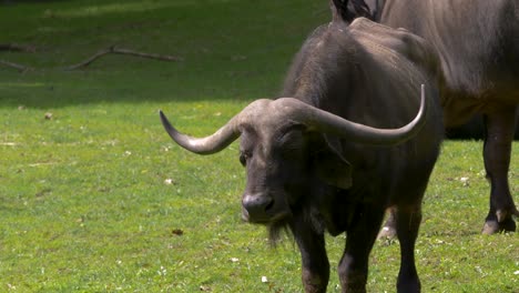 Una-Familia-De-Búfalos-Africanos-Caminando-Por-Las-Verdes-Praderas-De-áfrica