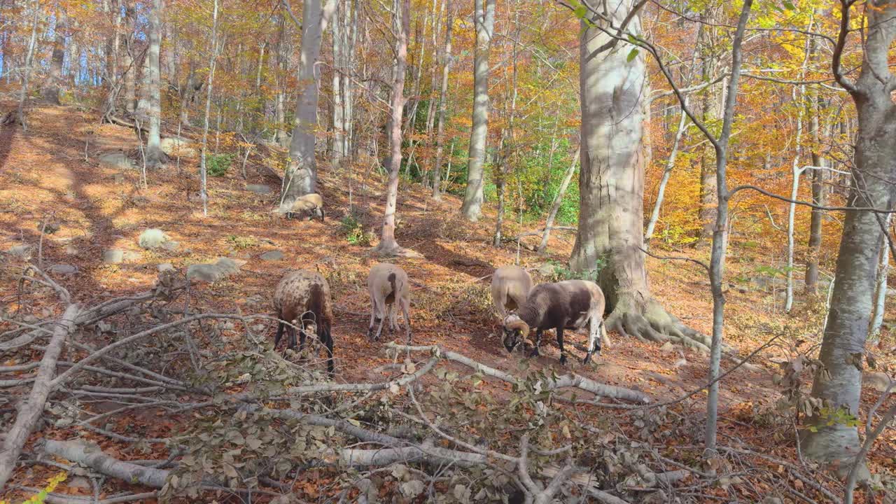 Sheep and goats in Europe Colorful autumn in the mountain forest ocher colors red oranges and yellows dry leaves beautiful images nature without people