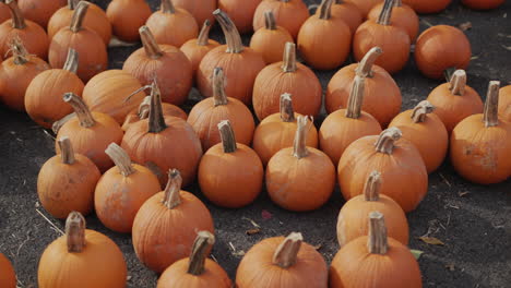 Many-pumpkins-in-a-wooden-box-at-an-agricultural-fair