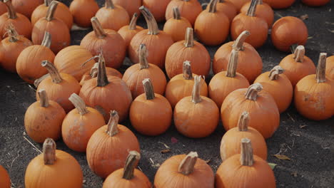 muchas calabazas en una caja de madera en una feria agrícola