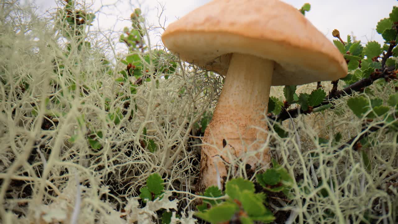 hermoso hongo boletus edulis en el musgo de la tundra ártica. hongo blanco en la hermosa naturaleza paisaje natural de noruega. temporada de hongos.