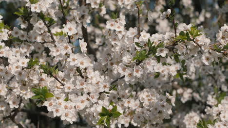 spring blossoms on a tree