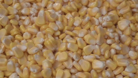 Maize-or-corn-has-become-a-staple-food-in-many-parts-of-the-world