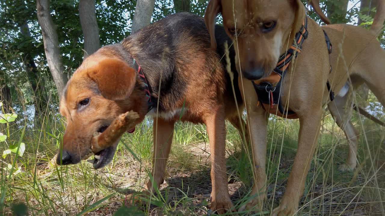 dos perros jugando con un palo