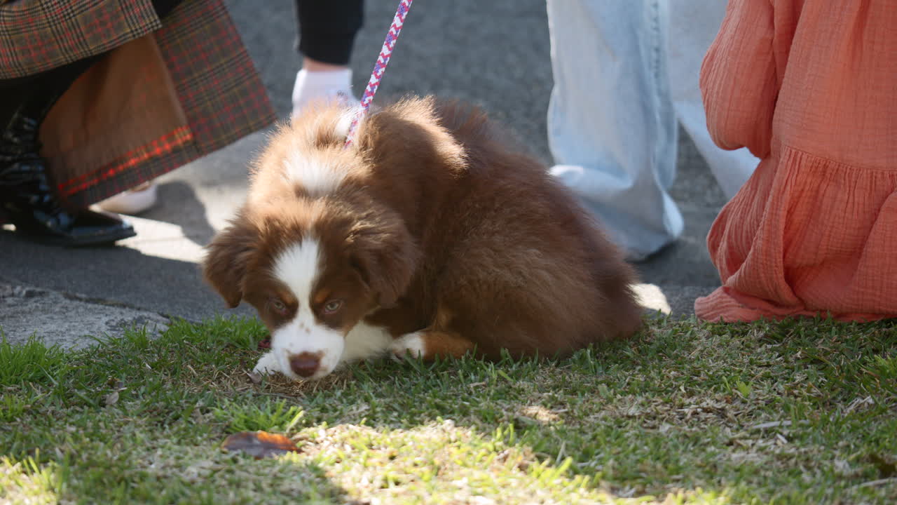 미니어처 오스트레일리아 셰퍼드 강아지 가 사람 들 의 발 에  ⁇  을  ⁇ 고 있다