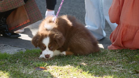 miniature australian shepherd puppy on a lead at the feet of people