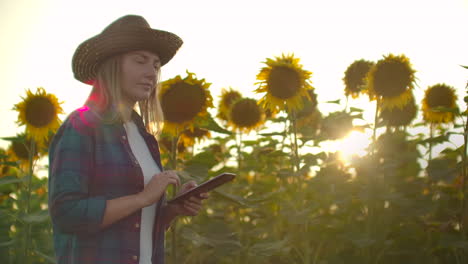 a young female student walks across a field with large sunflowers and writes information about it in her electronic tablet in nature in summer evening.