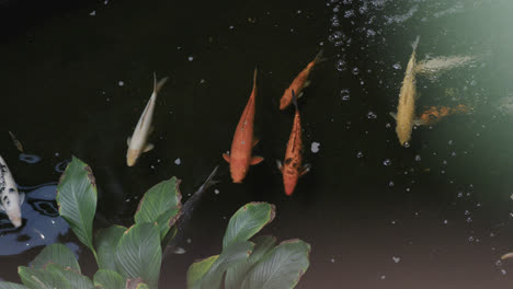 overhead view of koi carp fish swimming in pond close to water plant, copy space, slow motion