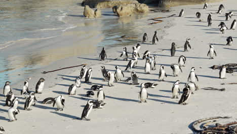 Langsamer-Schwenk-über-Viele-Afrikanische-Pinguine-Am-Felsbrockenstrand-Mit-Dem-Meer-Im-Hintergrund